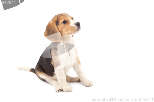 Image of Beagle puppy sitting