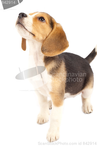 Image of  beagle looking at something