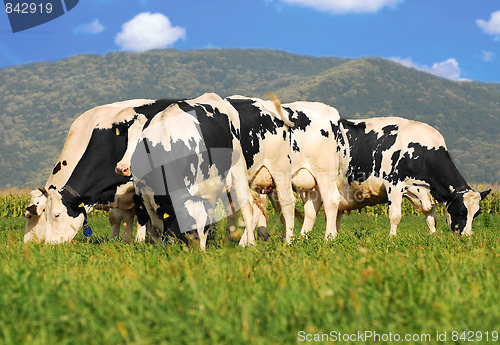 Image of holstein cows on grass field