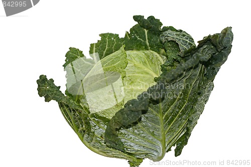 Image of savoy cabbage