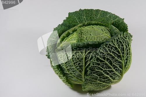 Image of savoy cabbage