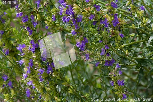 Image of Hyssop