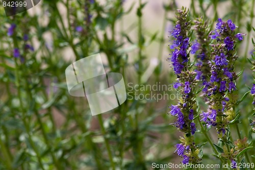 Image of Hyssop