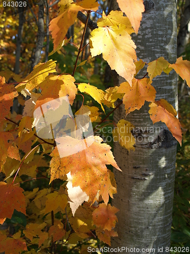 Image of Scenes of nature.