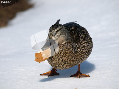 Image of Mallard ducks.