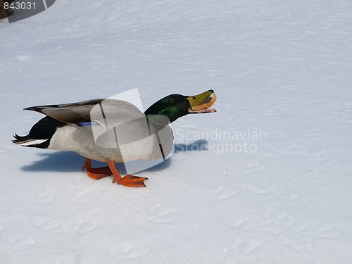 Image of Male mallard duck.