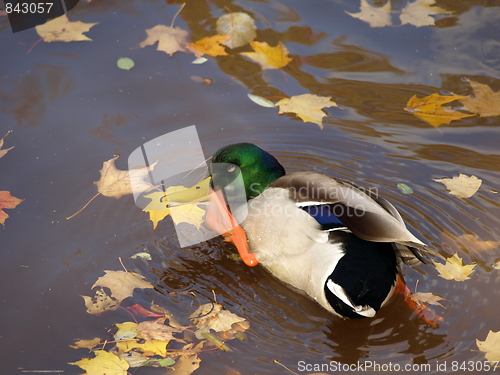 Image of Male mallard duck.