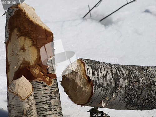 Image of Beaver felled tree.