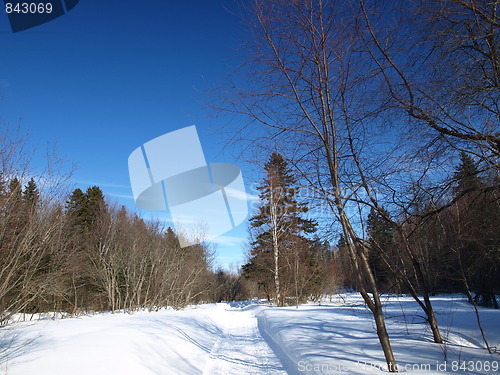 Image of Shapes of winter.