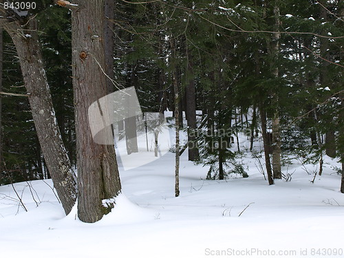 Image of Shapes of winter.