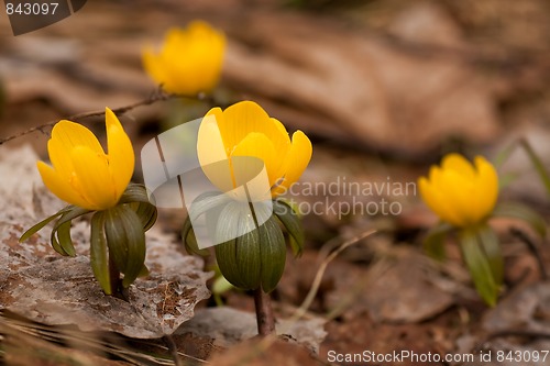 Image of winter aconite