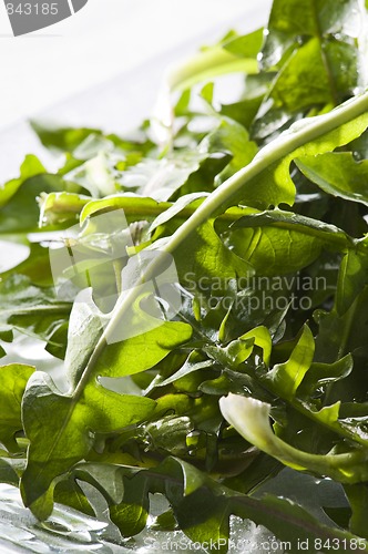 Image of Dandelion