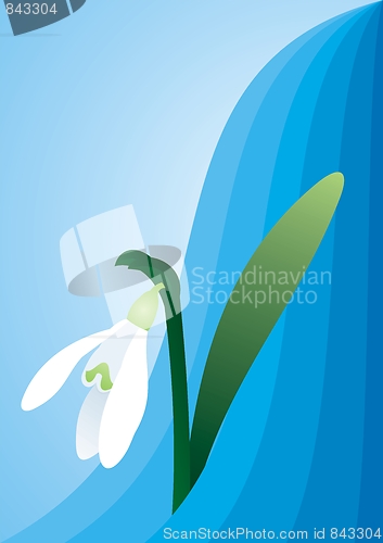 Image of Snowdrop