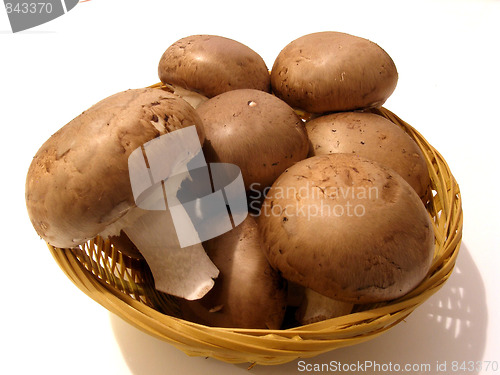 Image of mushrooms