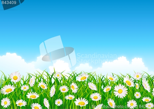 Image of Beautiful flower field