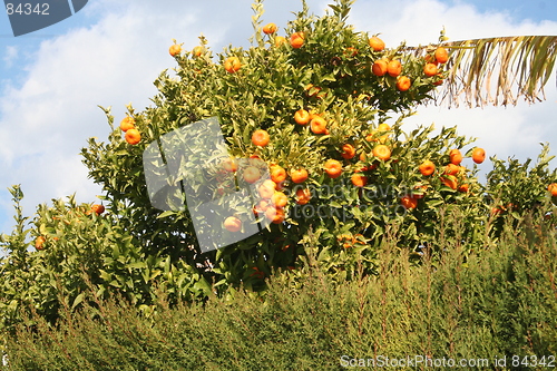 Image of Orange tree