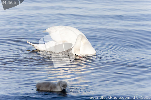Image of Mute Swans Swimming in Sea