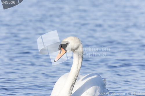 Image of Closeup of Mute Swan
