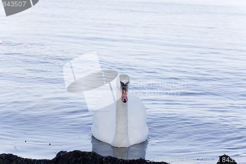 Image of Closeup of Mute Swan