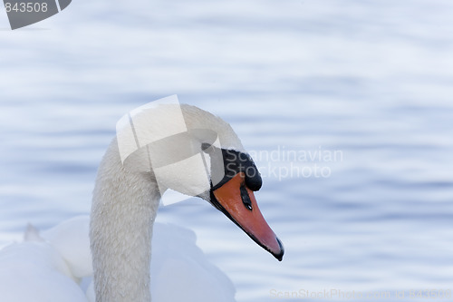 Image of Closeup of Mute Swan