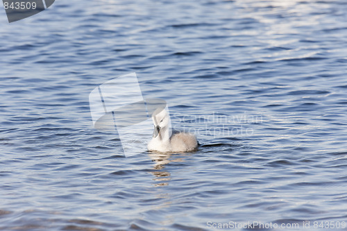 Image of Young Mute Swans