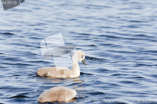 Image of Young Mute Swans