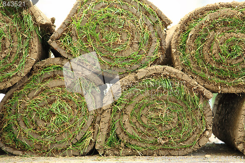 Image of Rolled sod