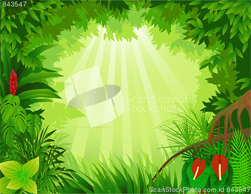 Image of Tropical forest