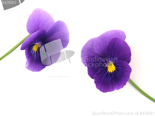 Image of viola