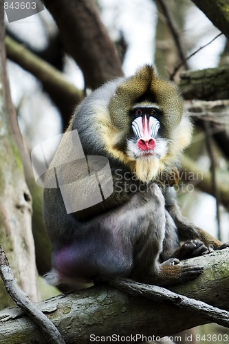 Image of Mandrill sitting on tree branch