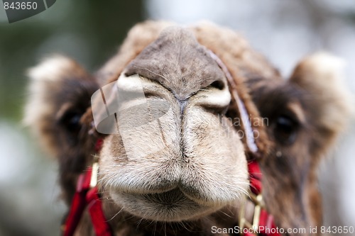 Image of Funny camel face