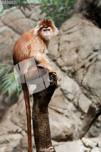 Image of Ebony Langur monkey