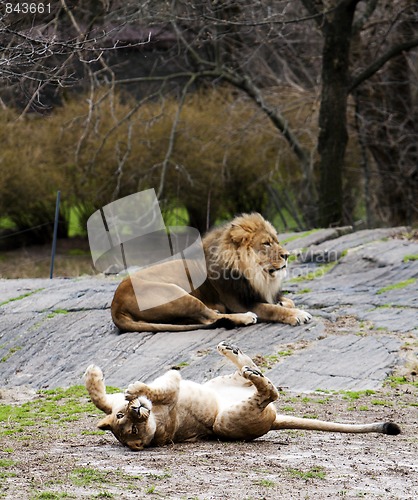 Image of Lioness rolling for lion