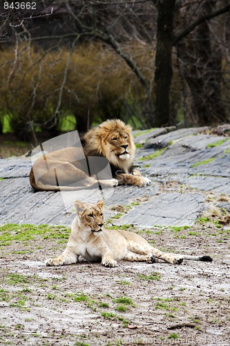 Image of Lion and Lioness laying together