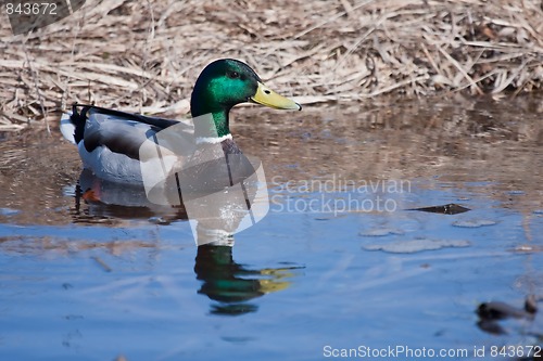 Image of mallard