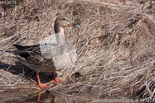 Image of mallard