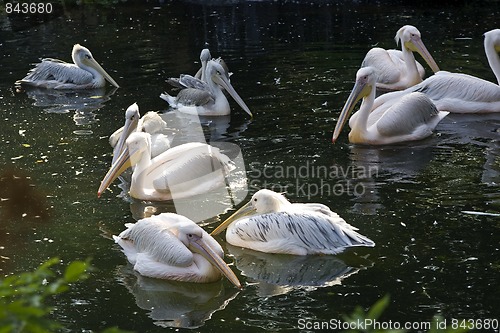 Image of Pelicans