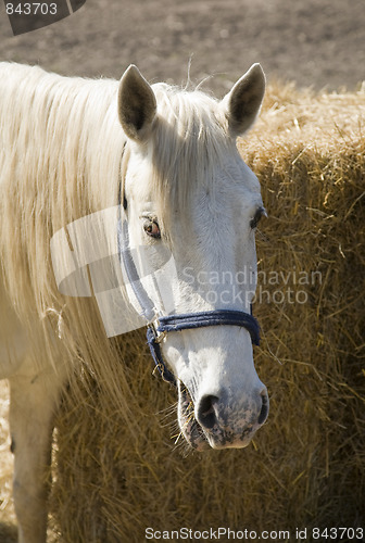 Image of White horse