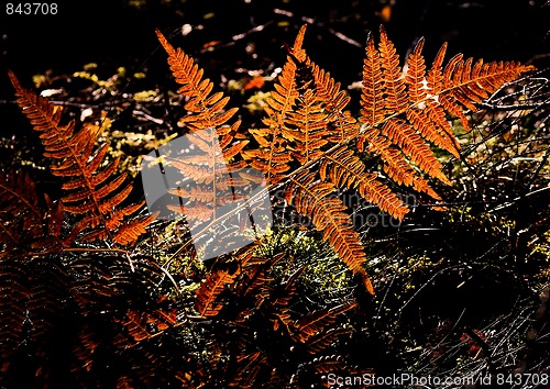 Image of fern