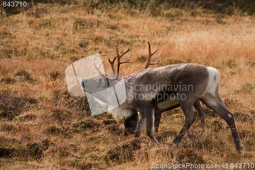 Image of male reindeer