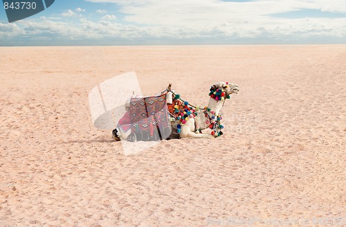 Image of Camel rest in desert