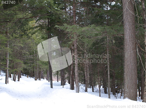 Image of A winter scene.