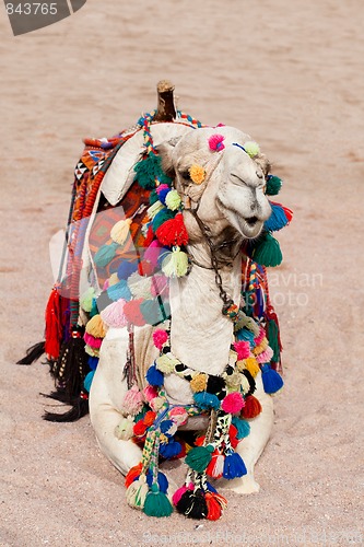 Image of Camel in color decorations