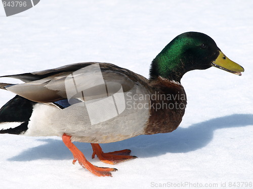 Image of Mallard ducks.
