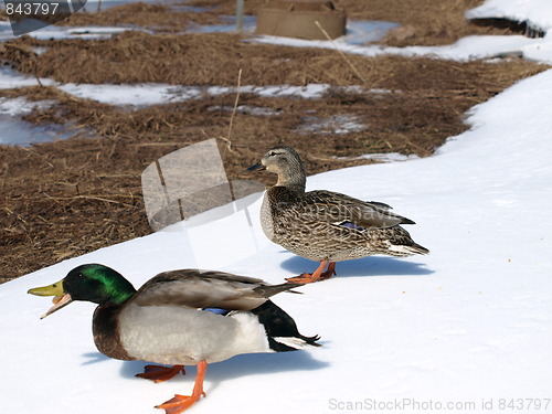 Image of Mallard ducks.