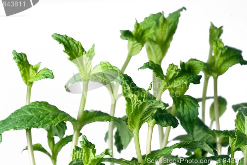 Image of peppermint