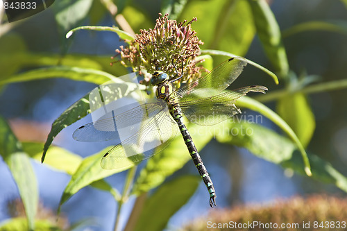 Image of Dragonfly