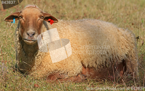 Image of Sheep