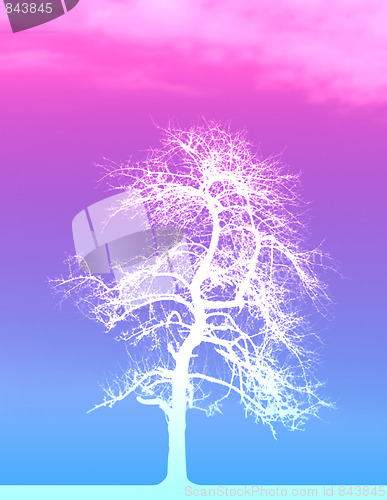 Image of White Tree