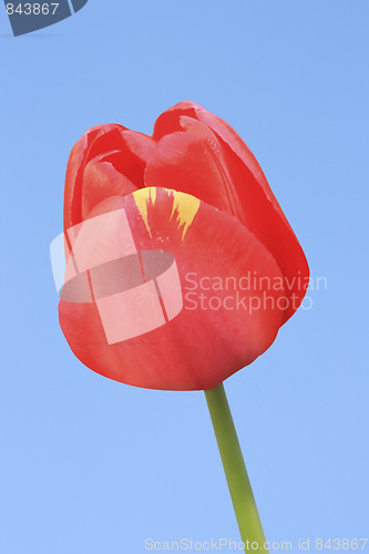 Image of Red Tulip